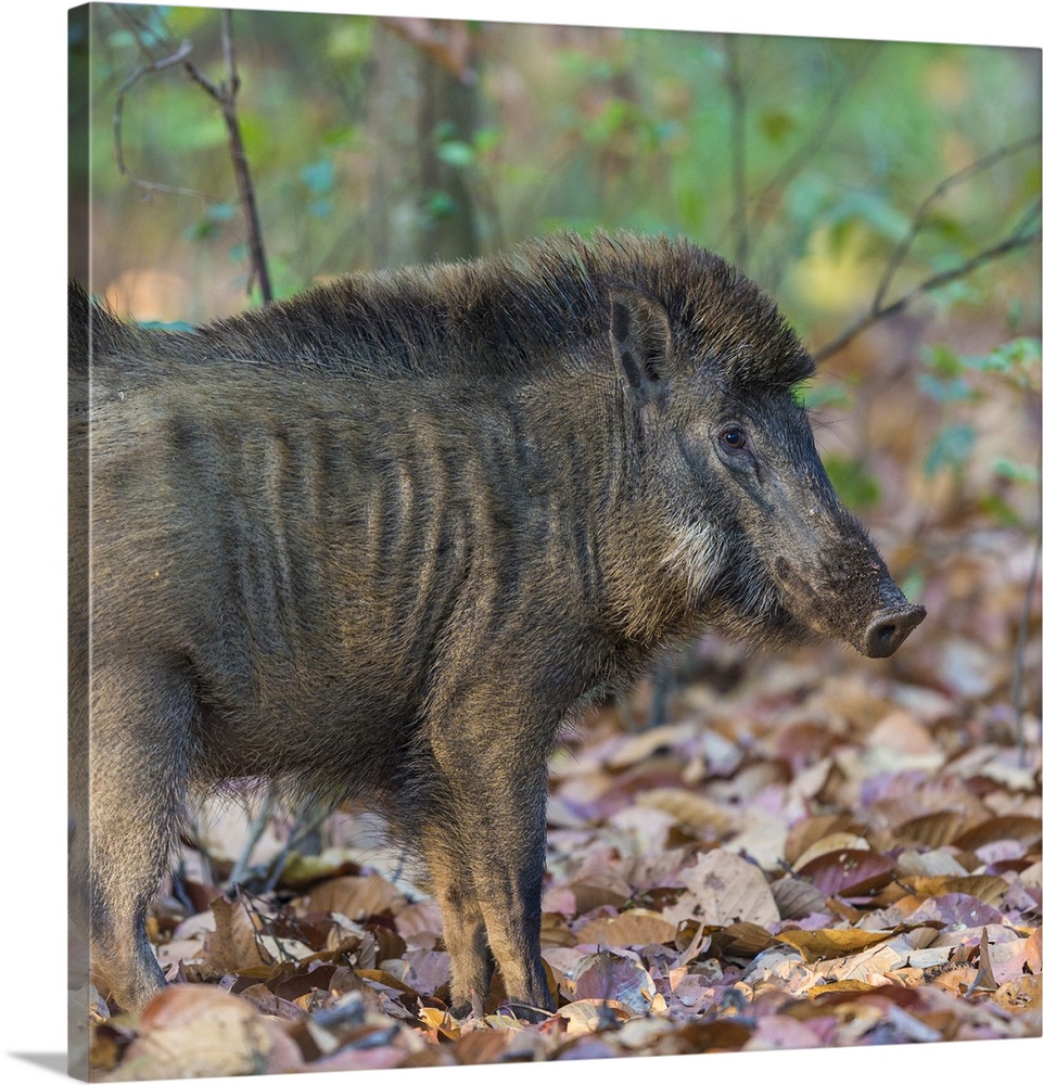 Asia. India. Indian boar at Kanha Tiger reserve.