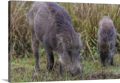 Asia. India. Indian Boar At Kanha Tiger Reserve.