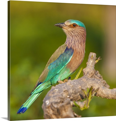 Asia. India. Indian Roller At Bandhavgarh Tiger Reserve