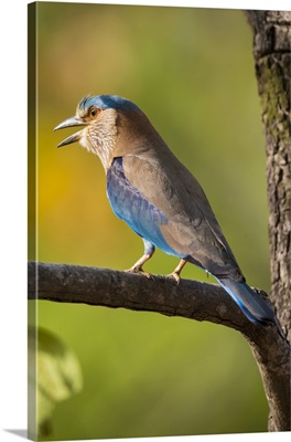 Asia. India. Indian Roller At Bandhavgarh Tiger Reserve