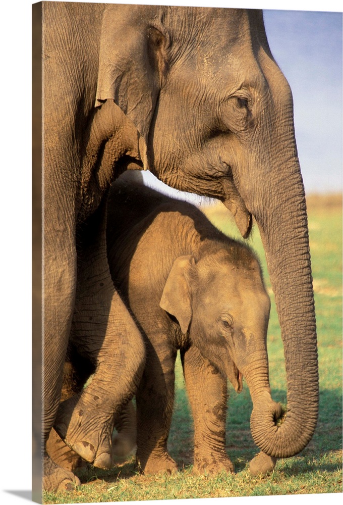 Asia, India, Nargahole National Park. Indian Elephants (Elaphus bengalensis).