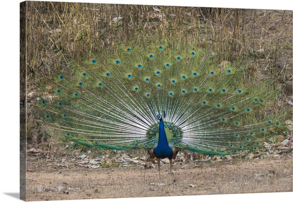 Asia. India. Peacock on display at Bandahavgarh Tiger Reserve.