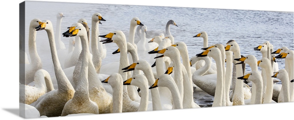 Asia, Japan, Hokkaido, Lake Kussharo, Flock of Whooper Swans