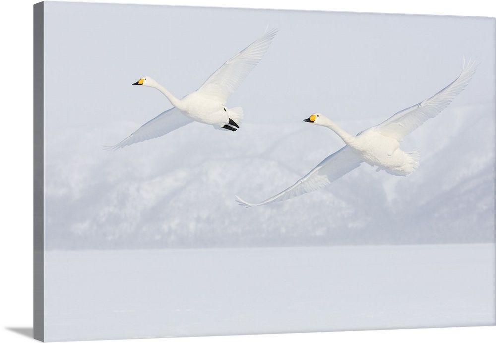 Asia, Japan, Hokkaido, Lake Kussharo, Two Whooper Swans Flying