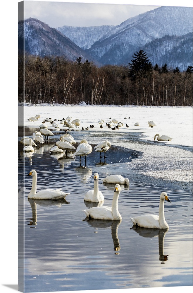 Asia, Japan, Hokkaido, Lake Kussharo, Whooper Swans Swimming in the Lake