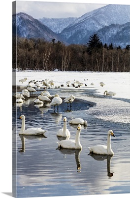 Asia, Japan, Hokkaido, Lake Kussharo, Whooper Swans Swimming In The Lake