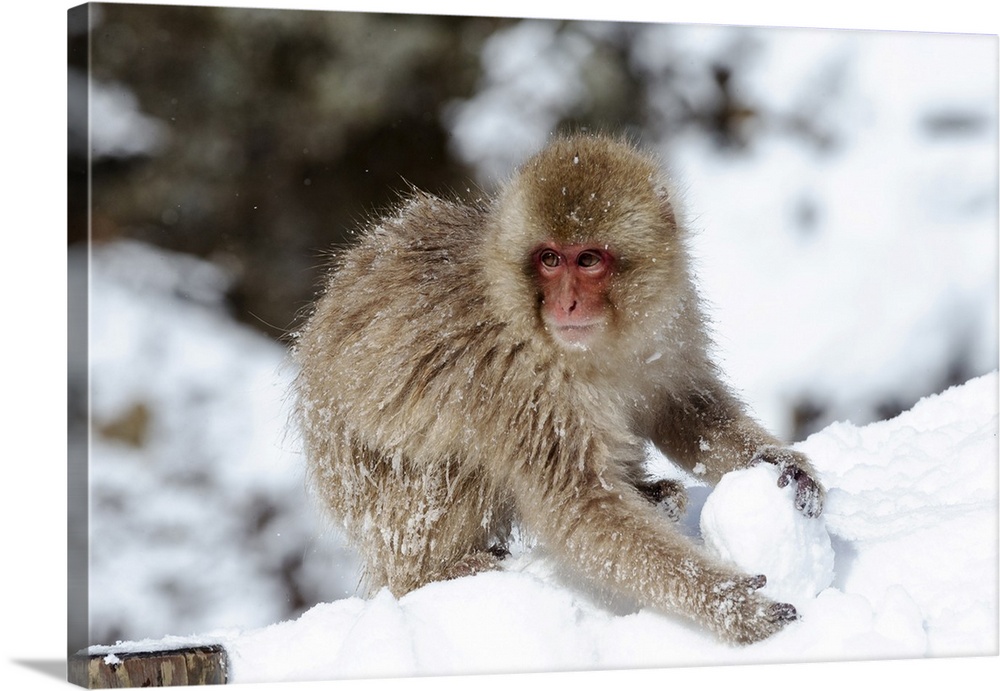 Asia, Japan, Nagano, Jigokudani Yaen Koen, snow monkey park, Japanese macaque, Macaca Fuscata. A young Japanese macaque pl...