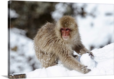 Asia, Japan, Nagano, Snow Monkey Park, A Young Japanese Macaque Plays With A Snowball