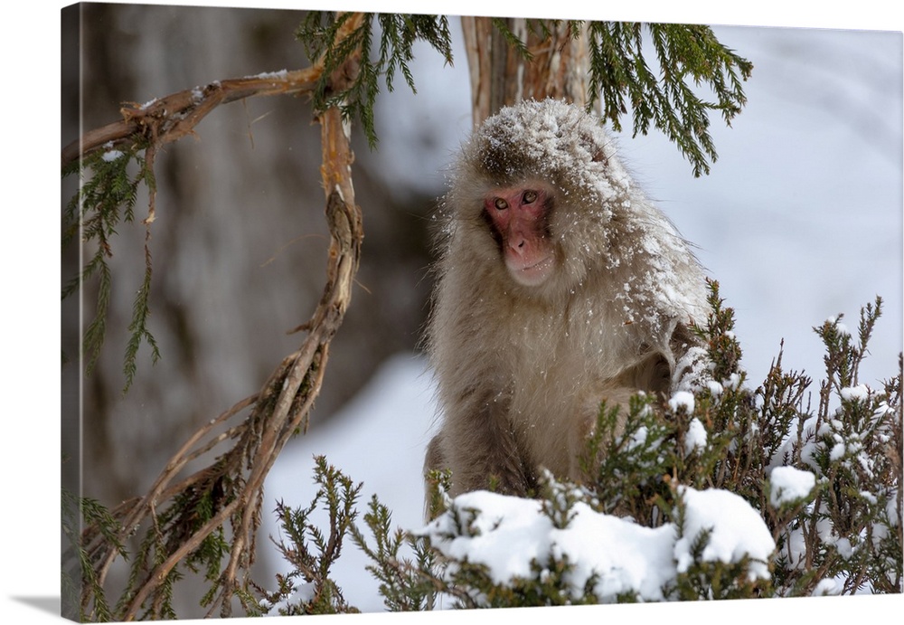 Asia, Japan, Nagano, Jigokudani Yaen Koen, snow monkey park, Japanese macaque, Macaca Fuscata. An adult Japanese snow monk...