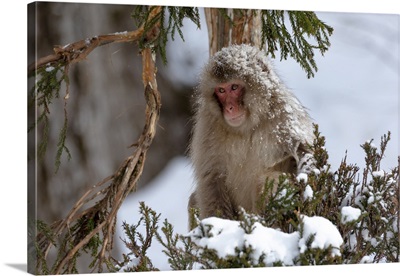 Asia, Japan, Nagano, Snow Monkey Park, Adult Japanese Snow Monkey Sits In A Cedar Tree