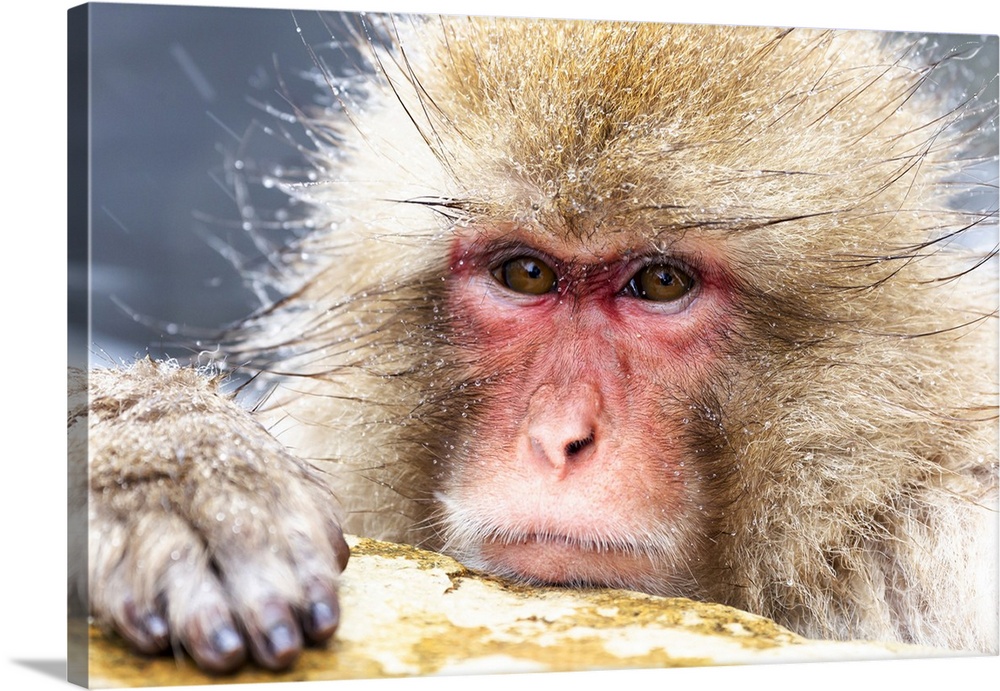Asia, Japan, Nagano, jigokudani yaen koen, snow monkey park, Japanese macaque, Macaca Fuscata. Headshot of a Japanese maca...