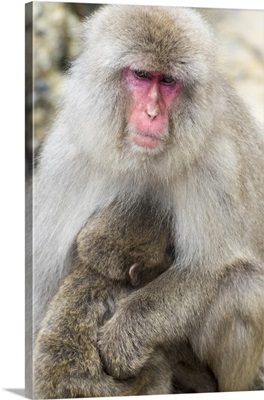 Asia, Japan, Yamanouchi, Jigokudani Monkey Park, Monkey Nursing Her Young