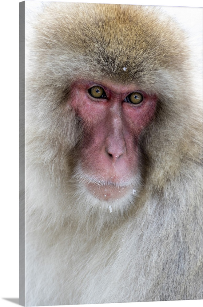 Asia, Japan, Yamanouchi, Jigokudani Monkey Park, Portrait of a Monkey