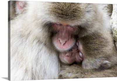 Asia, Japan, Yamanouchi, Jigokudani Monkey Park, Snow Monkeys Huddled Together