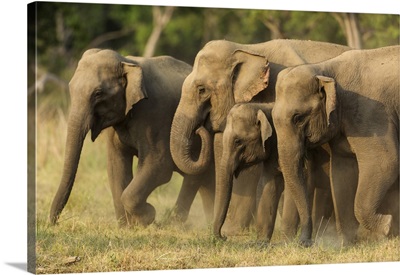 Asian Elephants, Small Herd, Corbett National Park, India