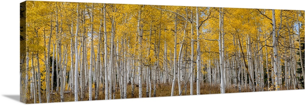 Aspen grove in fall glows in this image. Rocky Mountains, Colorado, USA.
