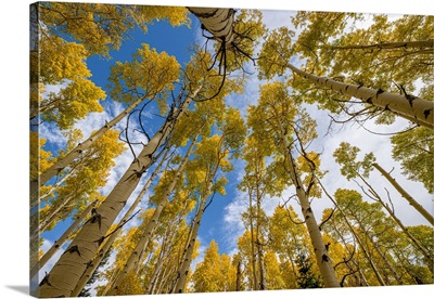 Aspen Grove In Fall, In The Rockies, Colorado, USA