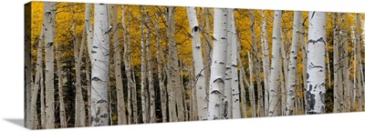 Aspen Tree Trunks And Leaves Blend In This Autumn Image, Rocky Mountains, Colorado, USA