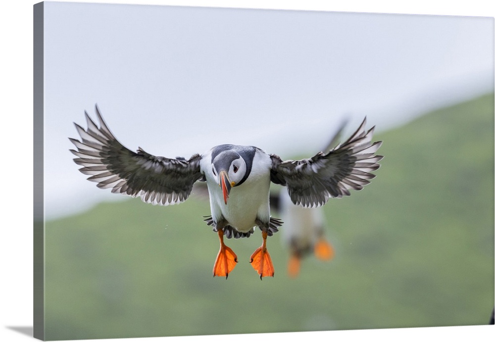 Landing in a colony. Atlantic Puffin (Fratercula arctica) in a puffinry on Mykines, part of the Faroe Islands in the North...