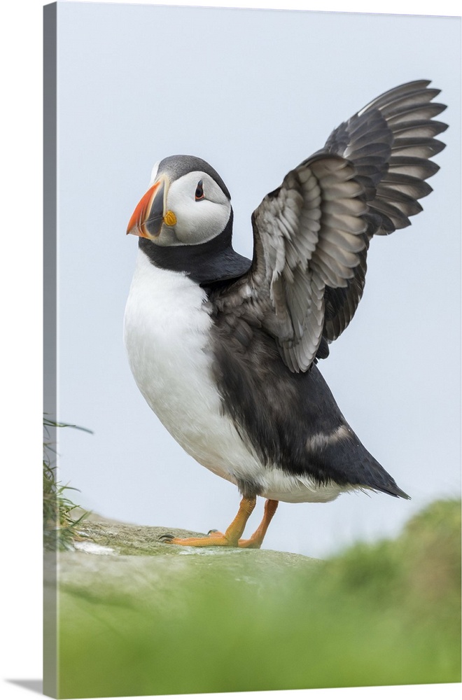 Atlantic Puffin (Fratercula arctica) in a puffinry on Mykines, part of the Faroe Islands in the North Atlantic. Europe, No...