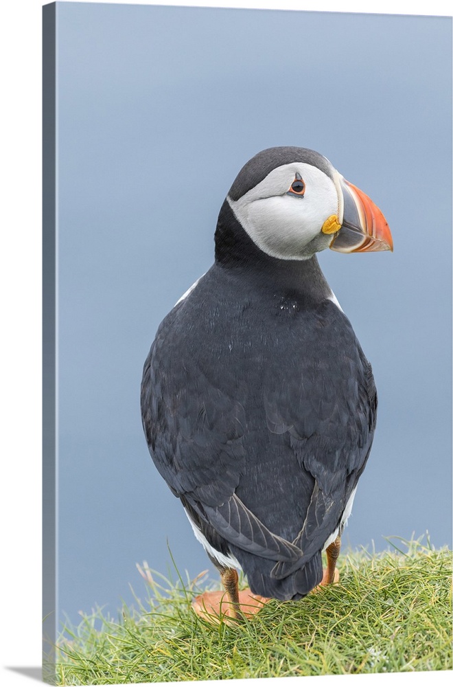 Atlantic Puffin (Fratercula arctica) in a puffinry on Mykines, part of the Faroe Islands in the North Atlantic. Europe, No...