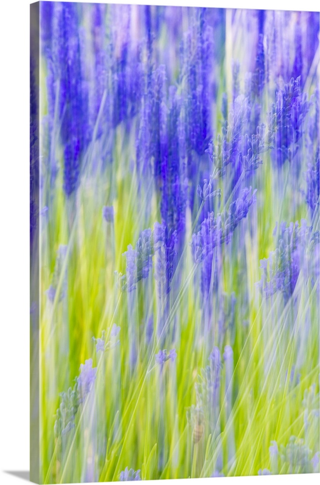 Aurel, Vaucluse, Alpes-Cote d'Azur, France. Motion blur view of a lavender field.