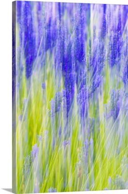 Aurel, Vaucluse, Alpes-Cote d'Azur, France, Motion Blur View Of A Lavender Field