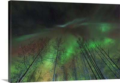 Aurora Borealis, Northern Lights Near Fairbanks, Alaska