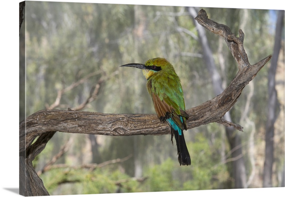 Australia, Alice Springs. Alice Springs Desert Park. Rainbow bee-eater (Captive: Merops ornatus).