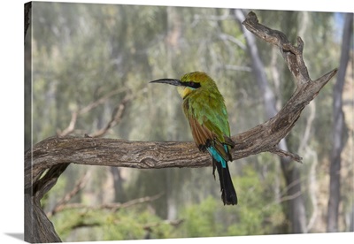 Australia, Alice Springs, Alice Springs Desert Park, Rainbow bee-eater