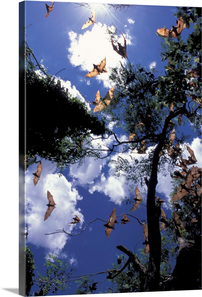 Australia, Queensland, Ipswich.Little red flying foxes (Pterobus scapulatus) in flight, backlit, afternoon.Note: May not b...