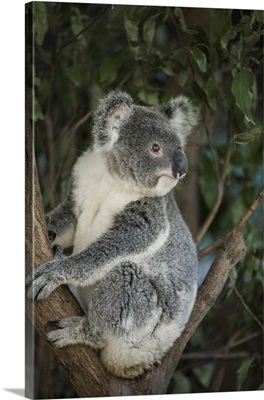 Australia, Queensland. Koala bear in tree.