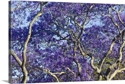 Australia, State of Queensland, Brisbane. Blooming Jacaranda Trees in New Farm Park