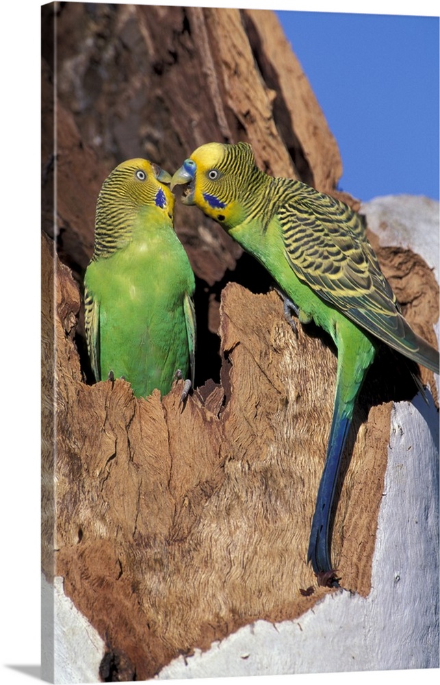Australia.Two budgerigars (Melopsittacus undulatus).Note: May not be sold in France