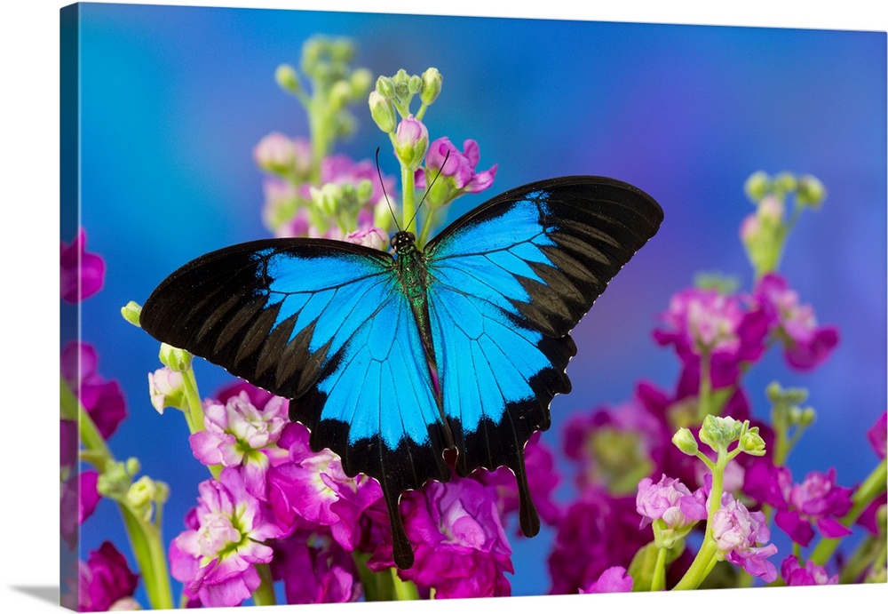 Australian Mountain Blue Swallowtail Butterfly, Papilio ulysses.