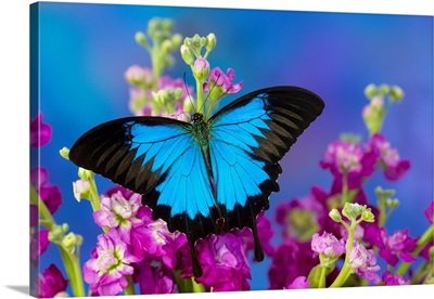 Australian Mountain Blue Swallowtail Butterfly, Papilio Ulysses