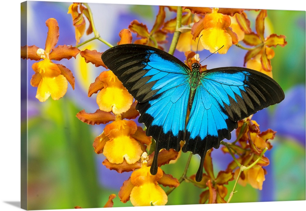 Australian Mountain Blue Swallowtail Butterfly, Papilio ulysses, on Orchid.