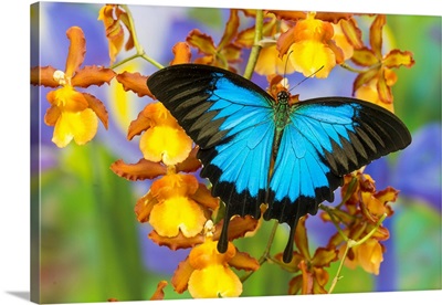 Australian Mountain Blue Swallowtail Butterfly, Papilio Ulysses, On Orchid