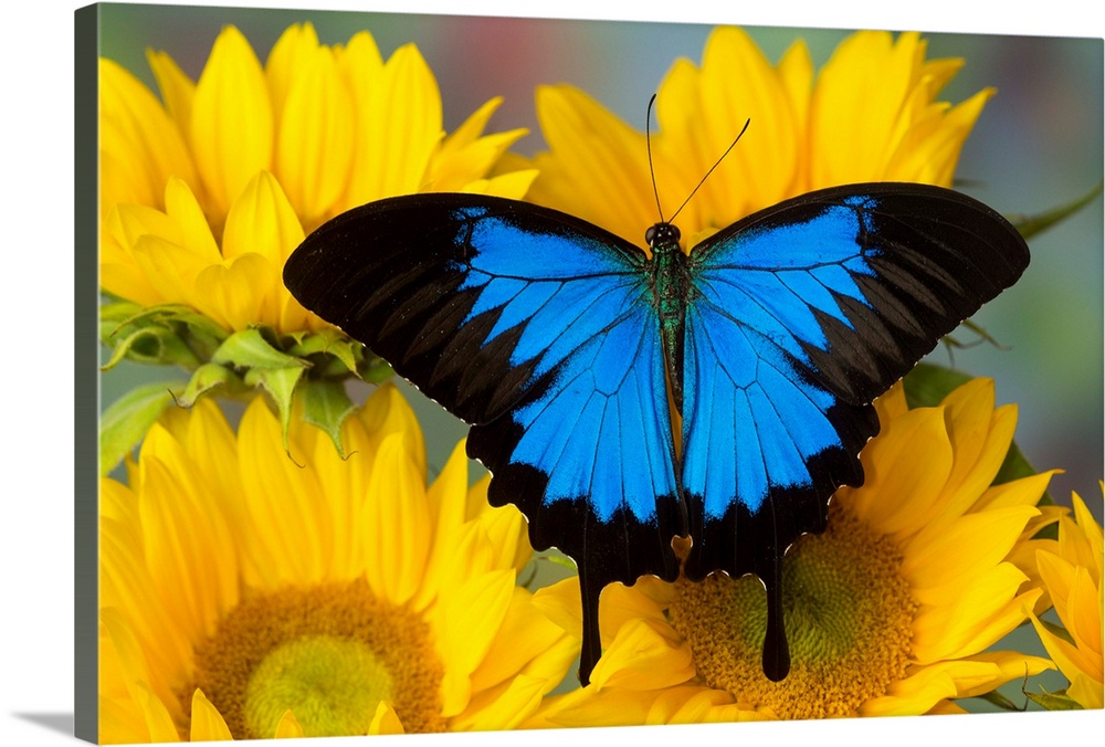 Australian Mountain Blue Swallowtail Butterfly, Papilio ulysses, on sunflower.