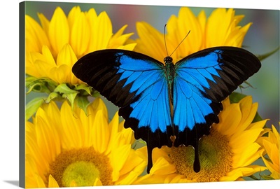 Australian Mountain Blue Swallowtail Butterfly, Papilio Ulysses, On Sunflower