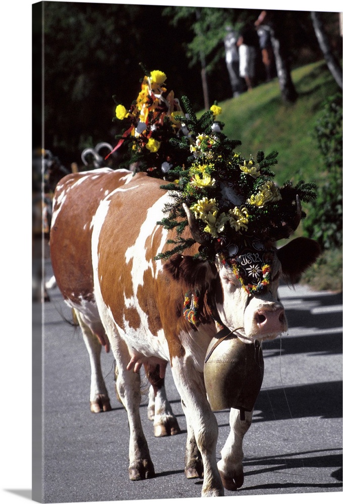 Europe, Austria, Innsbruck. Decorated cows coming down from mountian pastures