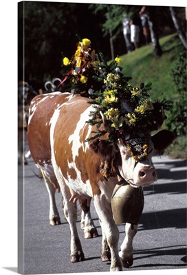 Austria, Innsbruck, Decorated cows coming down from mountian pastures