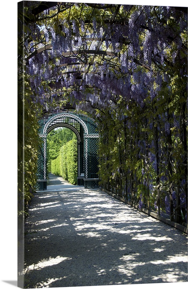 Europe, Austria, Vienna, Schonbrunn Palace, wisteria arbor in garden
