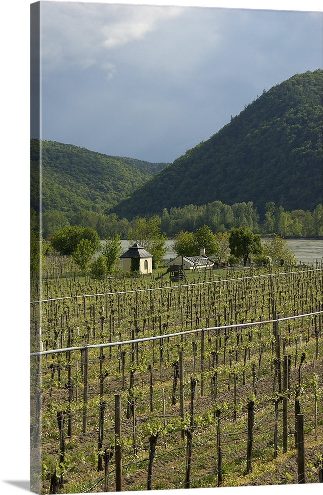 Europe, Austria, Wachau Valley, Lower Austria, Durnstein, vineyard