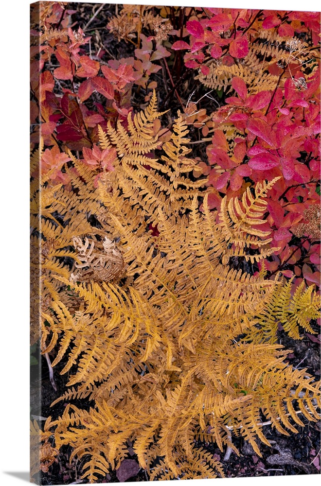 USA, North America, Montana. Autumn Ferns And Ground Cover In Burn Area Above St. Mary Lake In Glacier National Park, Mont...