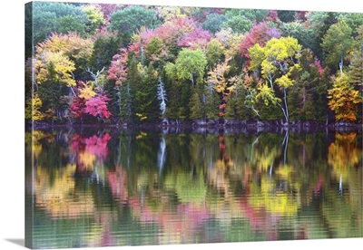 Autumn trees, Great Long Pond, Somesville, Mount Desert Island, Maine