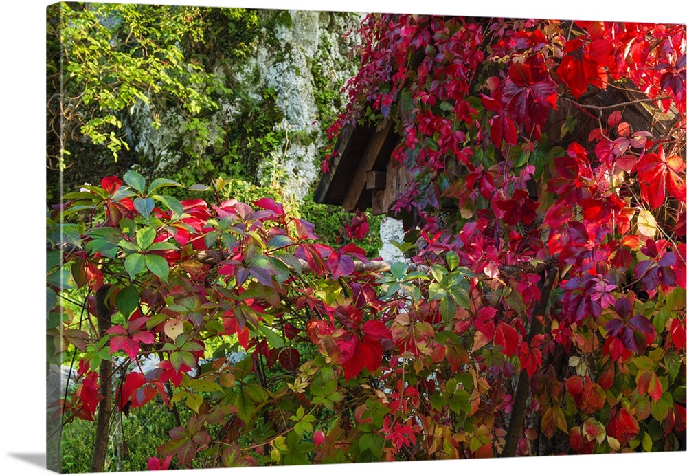 Autumn vines, Korana Village, Plitvice Lakes National Park, Croatia.