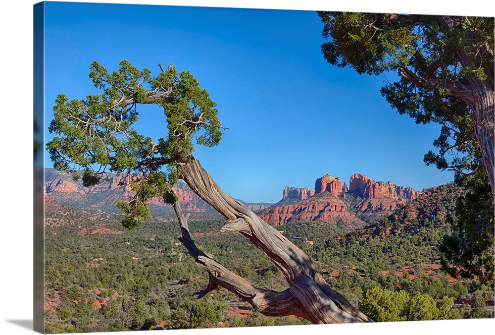AZ, Sedona, Red Rock Country, Juniper tree and Cathedral Rock.