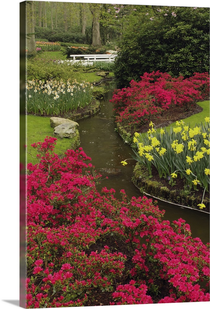 Azalea and daffodil garden, Keukenhof Gardens; Lisse; Netherlands, Holland