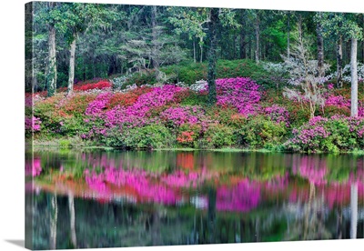 Azaleas In Full Bloom Reflected In Calm Pond Middleton Place, Charleston South Carolina
